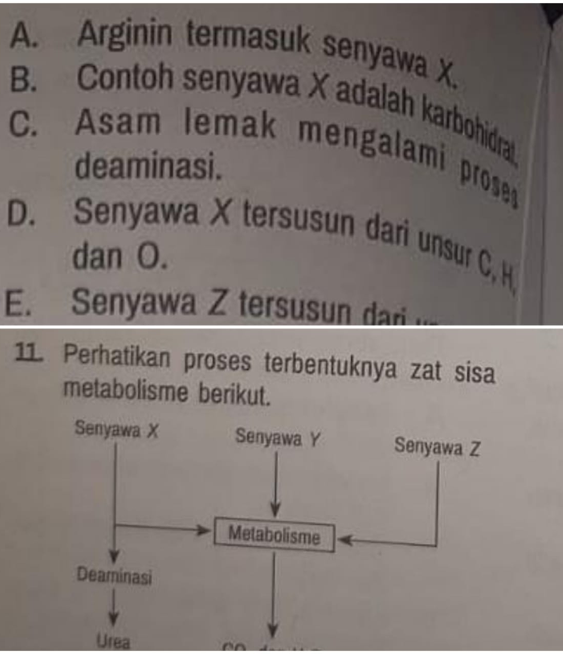 A. Arginin termasuk senyawa X.
B. Contoh senyawa X adalah karbohidrat.
C. Asam lemak mengalami proses
deaminasi.
D. Senyawa X tersusun dari unsur C, H,
dan O.
E. Senyawa Z tersusun dar
11. Perhatikan proses terbentuknya zat sisa
metabolisme berikut.
Urea