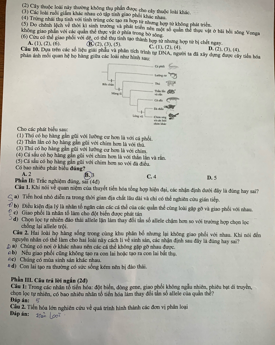 (2) Cây thuộc loài này thường không thụ phần được cho cây thuộc loài khác.
(3) Các loài ruồi giấm khác nhau có tập tính giao phối khác nhau.
(4) Trứng nhái thụ tinh với tinh trùng cóc tạo ra hợp tử nhưng hợp tử không phát triển.
(5) Do chênh lệch về thời kì sinh trưởng và phát triển nên một số quần thể thực vật ở bãi bồi sông Vonga
không giao phần với các quần thể thực vật ở phía trong bờ sông.
(6) Cừu có thể giao phối với dê, có thể thụ tinh tạo thành hợp tử nhưng hợp tử bị chết ngay.
A. (1), (2), (6). B (2), (3), (5). C. (1), (2), (4). D. (2), (3), (4).
Câu 10. Dựa trên các số liệu giải phẫu và phân tích trình tự DNA, người ta đã xây dựng được cây tiến hóa
phản ánh mối quan hệ họ hàng giữa các loài như hình sau:
Cho các phát biểu sau:
(1) Thú có họ hàng gần gũi với lưỡng cư hơn là với cá phổi.
(2) Thằn lằn có họ hàng gần gũi với chim hơn là với thủ.
(3) Thú có họ hàng gần gũi với lưỡng cư hơn là với chim.
(4) Cá sấu có họ hàng gần gũi với chim hơn là với thằn lằn và rắn.
(5) Cá sấu có họ hàng gần gũi với chim hơn so với đà điều.
Có bao nhiêu phát biểu đúng?
A. 2 B. 3 C. 4
D. 5
Phần II: Trắc nghiệm đúng, sai (4đ)
Câu 1. Khi nói về quan niệm của thuyết tiến hóa tổng hợp hiện đại, các nhận định dưới đây là đúng hay sai?
a) Tiến hoá nhỏ diễn ra trong thời gian địa chất lâu dài và chỉ có thể nghiên cứu gián tiếp.
b) Điều kiện địa lý là nhân tố ngăn cản các cá thể của các quần thể cùng loài gặp gỡ và giao phối với nhau.
c) Giao phối là nhân tố làm cho đột biến được phát tán
d) Chọn lọc tự nhiên đào thải allele lặn làm thay đổi tần số allele chậm hơn so với trường hợp chọn lọc
chống lại allele trội.
Câu 2. Hai loài họ hàng sống trong cùng khu phân bố nhưng lại không giao phối với nhau. Khi nói đến
nguyên nhân có thể làm cho hai loài này cách li về sinh sản, các nhận định sau đây là đúng hay sai?
a) Chúng có nơi ở khác nhau nên các cá thể không gặp gỡ nhau được.
Đb) Nếu giao phối cũng không tạo ra con lai hoặc tạo ra con lai bất thụ.
*c) Chúng có mùa sinh sản khác nhau.
(d) Con lai tạo ra thường có sức sống kém nên bị đào thải.
Phần III. Câu trả lời ngắn (2đ)
Câu 1: Trong các nhân tố tiến hóa: đột biến, dòng gene, giao phối không ngẫu nhiên, phiêu bạt di truyền,
chọn lọc tự nhiên, có bao nhiêu nhân tố tiến hóa làm thay đổi tần số allele của quần thề?
Đáp án:
Câu 2. Tiến hóa lớn nghiên cứu về quá trình hình thành các đơn vị phân loại
Đáp án: