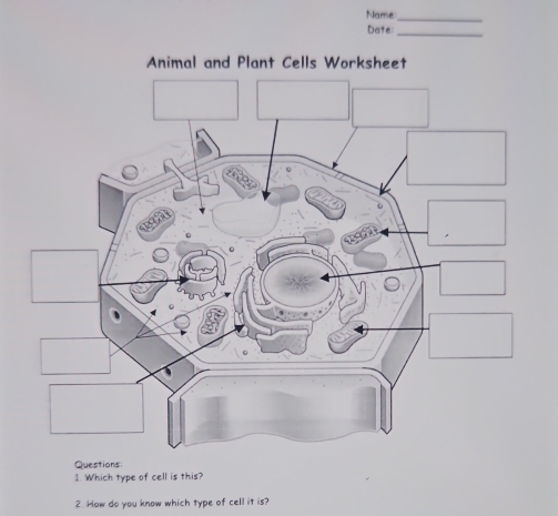 Name 
_ 
Date_ 
Questions 
1. Which type of cell is this? 
2. How do you know which type of cell it is?