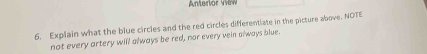 Solved: Anterior view 6. Explain what the blue circles and the red ...