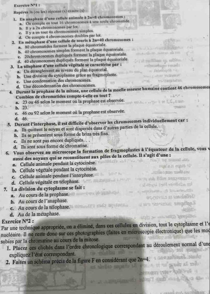 Exercice N°1 :
Repérez la (ou les) réponse (s) exacte (s) :
I. En anaphase d'une cellule animale à 2n=8 chromosomes 3
a. On comple en tout 16 chromosomes à une scule chromatide.
b. Il y a 2n chromosomes par lot.
e. Il y a en tont 4n chromosomes simples.
d. On compte 4 chromosomes doubles par lot
2. En métaphase d'une cellule de souris à 2n=40 chromosomes :
a. 80 chromatides forment la plaque équatoriale.
b. 40 chromosomes simples forment la plaque équatoriale
e. 20chromosomes dupliqués forment la plaque équatoriale.
d. 40 chromosomes dupliqués forment la plaque équatoriale.
3. La télophase d'une cellule végétale se caractérise par :
a. Un étranglement au niveau du plan équatorial.
b. Une division du cytoplasme grâce au fragmoplaste.
e. Une condensation des chromosomes.
de Une décondensation des chromosomes.
4. Durant la prophase de la mitose, une cellule de la moelle osseuse humaine contient 46 chromosomes
Combien de chromatides compte-t-elle en tout ?
a. 23 ou 46 selon le moment où la prophase est observée.
b. 23.
c. 46 ou 92 selon le moment où la prophase est observée.
d. 46.
5. Durant l’interphase, il est difficile d’observer les chromosomes individuellement car :
a. Ils quittent le noyau et sont dispersés dans d’autres parties de la cellule.
b. Ils se présentent sous forme de brins très fins.
c. Ils ne sont pas encore dupliqués.  .
d. Ils sont sous forme de chromatine.
6. Vous observez au microscope la formation de fragmoplastes à l'équateur de la cellule, vous v
aussi des noyaux qui se reconstituent aux pôles de la cellule. Il s’agit d'une :
a. Cellule animale pendant la cytocinèse.
b. Cellule végétale pendant la cytocinèse.
c. Cellule animale pendant l’interphase.
d. Cellule végétale en télophase.
7. La division du cytoplasme se fait :
a. Au cours de la prophase.
b. Au cours de l’anaphase.
c. Au cours de la télophase.
d. Au de la métaphase.
Exercice N°2 :
Par une technique appropriée, on a éliminé, dans ces cellules en division, tout le cytoplasme et l'e
nucléaire. Il ne reste donc sur ces photographies (faites en microscopie électronique) que les mod
subies par la chromatine au cours de la mitose.
1. Placez ces clichés dans l'ordre chronologique correspondant au déroulement normal d'une
expliquez l'état correspondant.
2. Faites un schéma précis de la figure F en considérant que 2n=4.