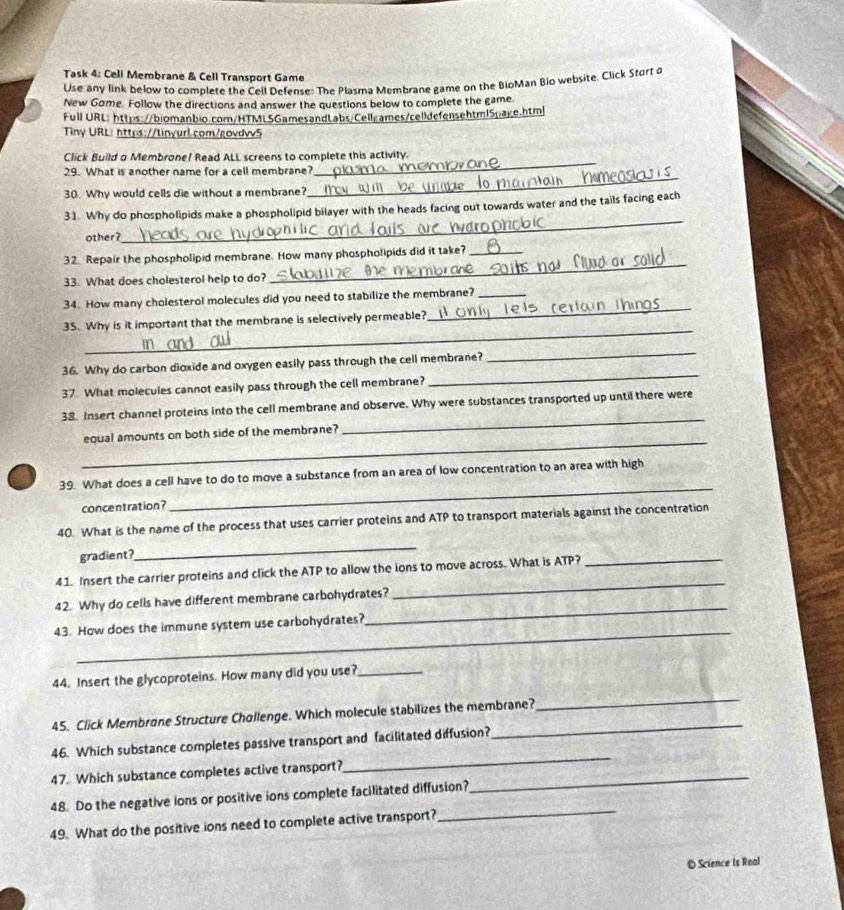 Task 4: Cell Membrane & Cell Transport Game
Use any link below to complete the Cell Defense: The Plasma Membrane game on the BioMan Bio website. Click Sfort o
New Gome Follow the directions and answer the questions below to complete the game.
Full URL: https://biomanbio.com/HTMLSGamesandLabs/Cellgames/celldefensehtmlSpage.html
Tiny URL: https://tinvurl.com/govdvvS
_
Click Build o Membrone! Read ALL screens to complete this activity.
_
29. What is another name for a cell membrane?
30. Why would cells die without a membrane?
31. Why do phospholipids make a phospholipid bilayer with the heads facing out towards water and the tails facing each
other?
_
32. Repair the phospholipid membrane. How many phospholipids did it take?_
33. What does cholesterol help to do?
_
34. How many cholesterol molecules did you need to stabilize the membrane?_
_
35. Why is it important that the membrane is selectively permeable?
_
36. Why do carbon dioxide and oxygen easily pass through the cell membrane?
_
37. What molecules cannot easily pass through the cell membrane?
_
_
38. Insert channel proteins into the cell membrane and observe. Why were substances transported up until there were
_
equal amounts on both side of the membrane?
_
39. What does a cell have to do to move a substance from an area of low concentration to an area with high
concentration?
40. What is the name of the process that uses carrier proteins and ATP to transport materials against the concentration
gradient?
_
41. Insert the carrier proteins and click the ATP to allow the ions to move across. What is ATP?_
_
42. Why do cells have different membrane carbohydrates?
_
_
43. How does the immune system use carbohydrates?
44. Insert the glycoproteins. How many did you use?_
_
_
45. Click Membrone Structure Chollenge. Which molecule stabilizes the membrane?
_
46. Which substance completes passive transport and facilitated diffusion?
47. Which substance completes active transport?_
48. Do the negative ions or positive ions complete facilitated diffusion?
49. What do the positive ions need to complete active transport?
_
© Science is Real