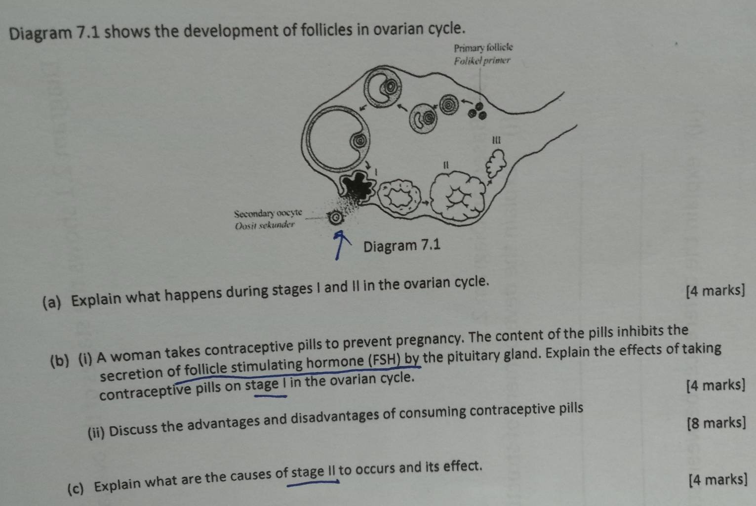 Diagram 7.1 shows the development of follicles in ovarian cycle. 
(a) Explain what happens during stages I and II in the ovarian cycle. 
[4 marks] 
(b) (i) A woman takes contraceptive pills to prevent pregnancy. The content of the pills inhibits the 
secretion of follicle stimulating hormone (FSH) by the pituitary gland. Explain the effects of taking 
contraceptive pills on stage I in the ovarian cycle. 
[4 marks] 
(ii) Discuss the advantages and disadvantages of consuming contraceptive pills 
[8 marks] 
(c) Explain what are the causes of stage II to occurs and its effect. 
[4 marks]