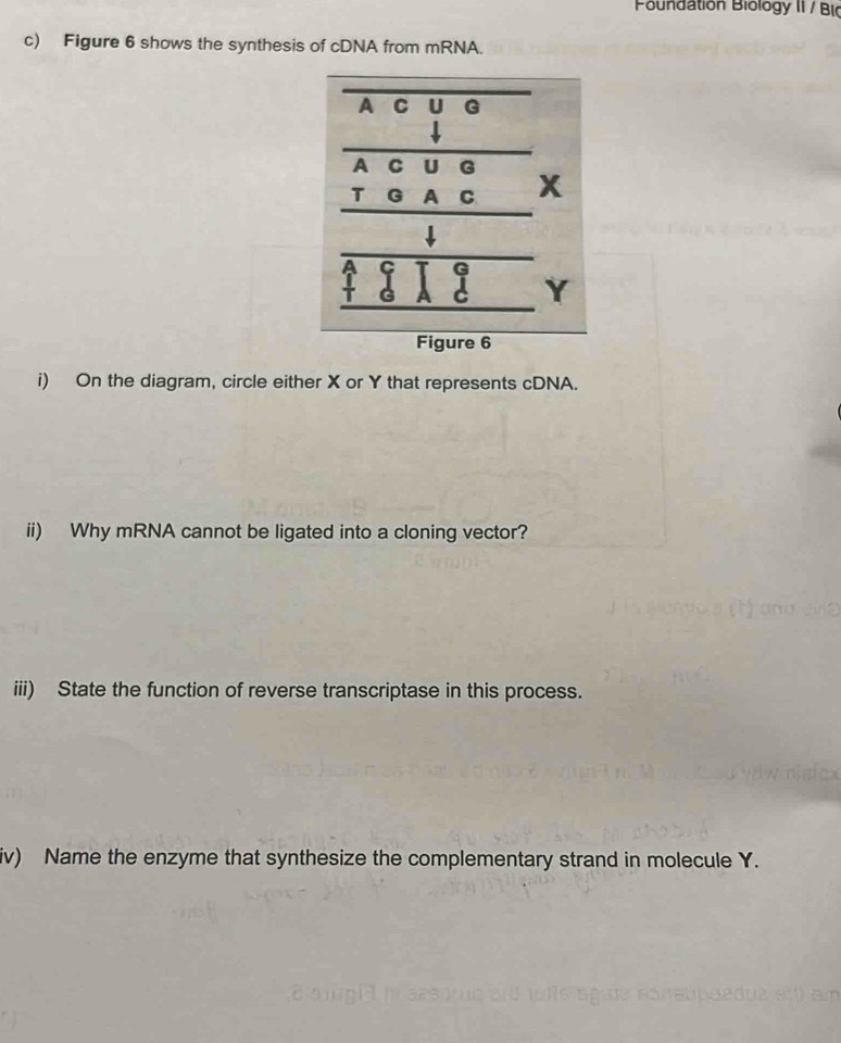 Poundation Biology 11 / Bi 
c) Figure 6 shows the synthesis of cDNA from mRNA. 
i) On the diagram, circle either X or Y that represents cDNA. 
ii) Why mRNA cannot be ligated into a cloning vector? 
iii) State the function of reverse transcriptase in this process. 
iv) Name the enzyme that synthesize the complementary strand in molecule Y.