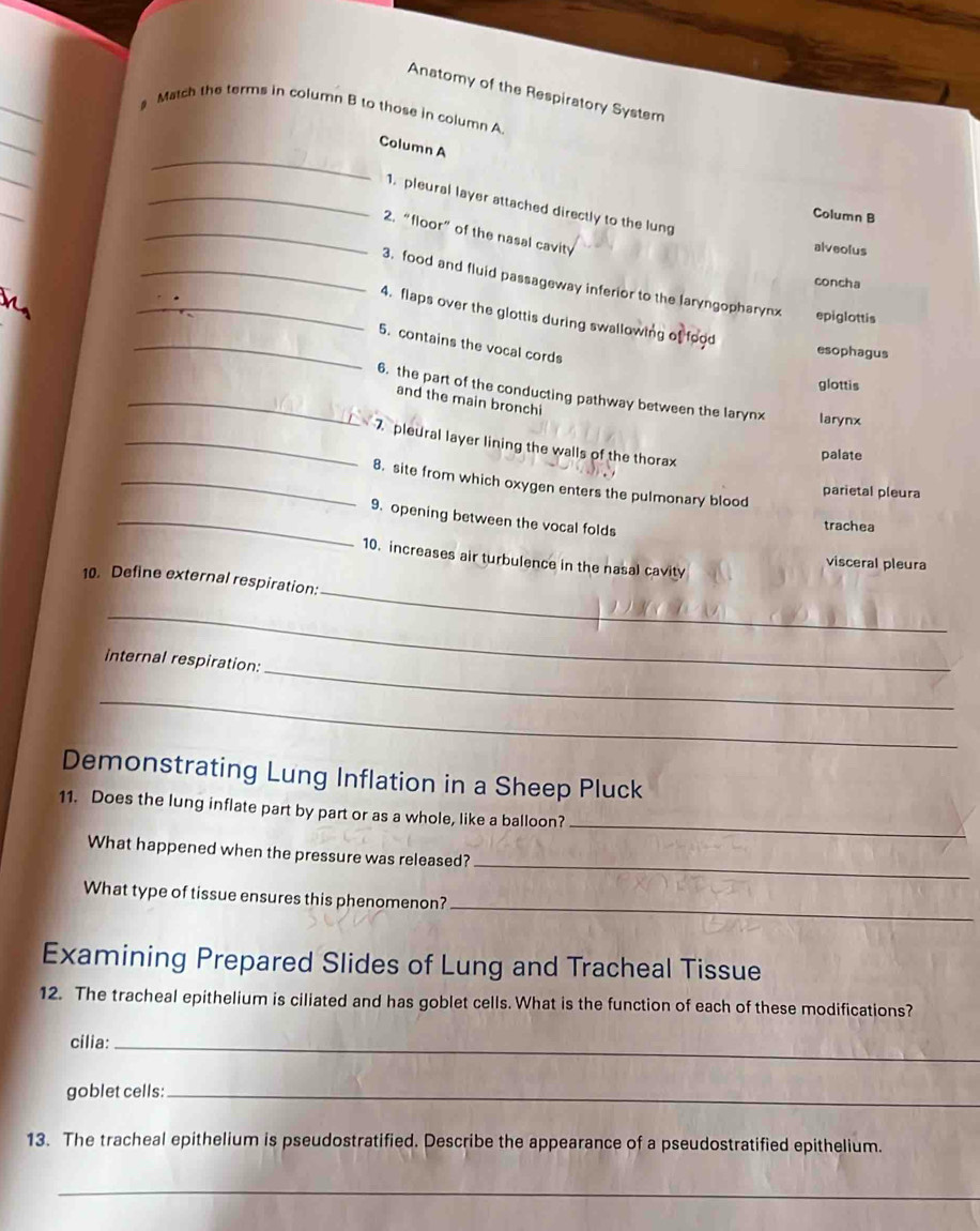 Anatomy of the Respiratory System
Match the terms in column B to those in column A
_
_
Column A
_1. pleural layer attached directly to the lung
Column B
_2. “floor” of the nasal cavity
alveolus
concha
_3. food and fluid passageway inferior to the laryngopharynx epiglottis
_4. flaps over the glottis during swallowing of food
_5. contains the vocal cords
esophagus
glottis
_6. the part of the conducting pathway between the larynx larynx
and the main bronchi
_7 pleural layer lining the walls of the thorax
palate
_8. site from which oxygen enters the pulmonary blood
parietal pleura
_9. opening between the vocal folds
trachea
10. increases air turbulence in the nasal cavity
visceral pleura
_
10. Define external respiration:
_
_
internal respiration:
_
Demonstrating Lung Inflation in a Sheep Pluck
_
11. Does the lung inflate part by part or as a whole, like a balloon?
_
What happened when the pressure was released?
_
What type of tissue ensures this phenomenon?
Examining Prepared Slides of Lung and Tracheal Tissue
12. The tracheal epithelium is ciliated and has goblet cells. What is the function of each of these modifications?
cilia:_
goblet cells:_
13. The tracheal epithelium is pseudostratified. Describe the appearance of a pseudostratified epithelium.
_