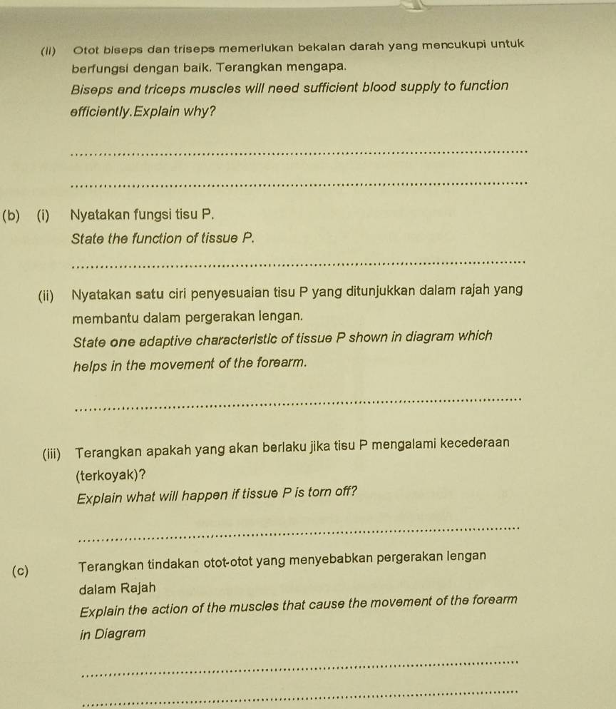 (li) Otot biseps dan triseps memerlukan bekalan darah yang mencukupi untuk 
berfungsi dengan baik. Terangkan mengapa. 
Biseps and triceps muscles will need sufficient blood supply to function 
efficiently.Explain why? 
_ 
_ 
(b) (i) Nyatakan fungsi tisu P. 
State the function of tissue P. 
_ 
(ii) Nyatakan satu ciri penyesuaian tisu P yang ditunjukkan dalam rajah yang 
membantu dalam pergerakan lengan. 
State one adaptive characteristic of tissue P shown in diagram which 
helps in the movement of the forearm. 
_ 
(iii) Terangkan apakah yang akan berlaku jika tisu P mengalami kecederaan 
(terkoyak)? 
Explain what will happen if tissue P is torn off? 
_ 
(c) Terangkan tindakan otot-otot yang menyebabkan pergerakan lengan 
dalam Rajah 
Explain the action of the muscles that cause the movement of the forearm 
in Diagram 
_ 
_