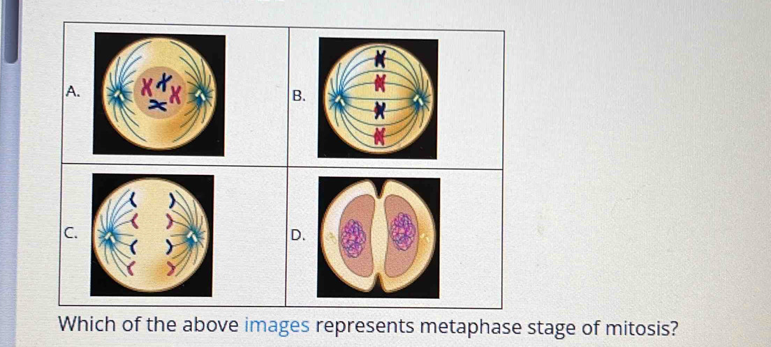 tage of mitosis?