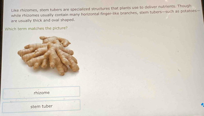 Like rhizomes, stem tubers are specialized structures that plants use to deliver nutrients. Though
while rhizomes usually contain many horizontal finger-like branches, stem tubers—such as potatoes—
are usually thick and oval shaped.
Which term matches the picture?
rhizome
stem tuber