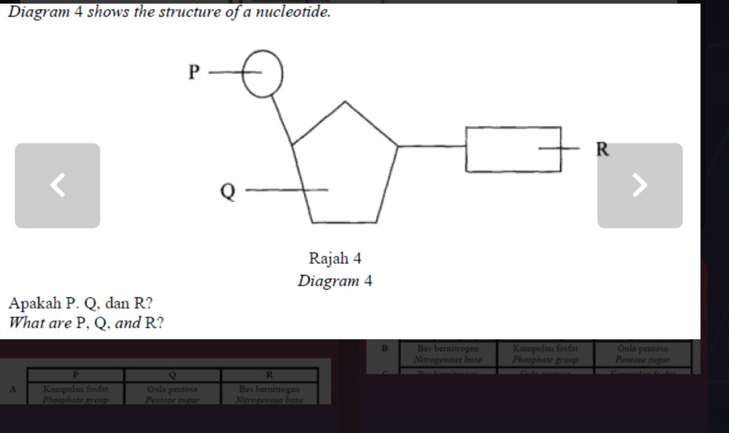 Diagram 4 shows the structure of a nucleotide.
<
Apakah  P. Q, dan R?
What are P, Q, and R?
B Bes bemitrogen Kumpulan fosfat Gula pentosa
Nitrogenous base Phosphate group Pentose sugar