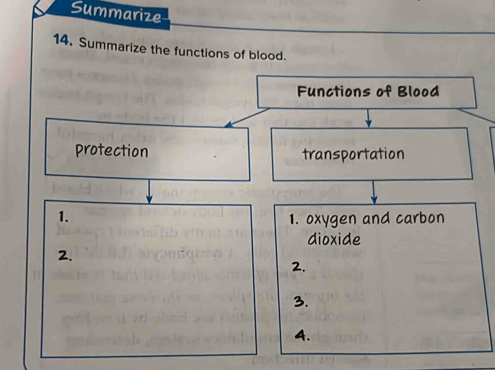 Summarize 
14. Summarize the functions of blood. 
Functions of Blood 
protection transportation 
1. 1. oxygen and carbon 
dioxide 
2. 
2. 
3. 
4.