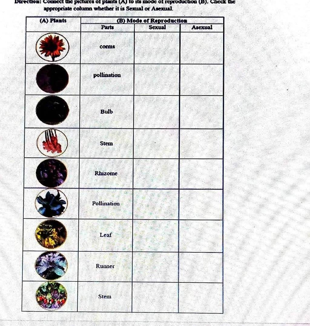 Direction: Connect the pictures of plants (A) to its mode of reproduction (B). Check the 
appropriate column whether it is Sexual or Asexual.