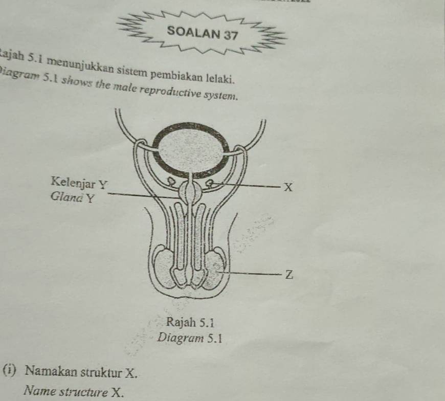 SOALAN 37 
Lajah 5.1 menunjukkan sistem pembiakan lelaki. 
Diagram 5. shows the male reproductive system. 
Diagram 5.1 
(i) Namakan struktur X. 
Name structure X.