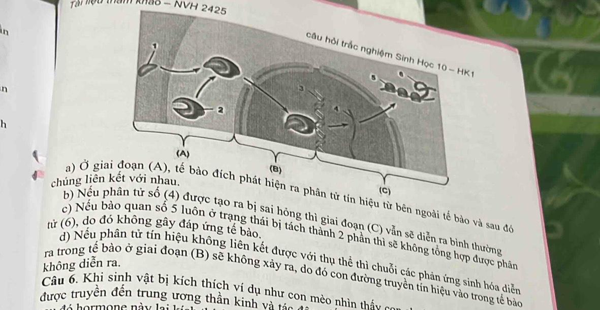 Tài liệu tham khảo - NVH 2425
in
n
h
chúng liên 
a) Ở giau từ bên ngoài tế bào và sau để
b) Nếu p ra bị sai hông thì giai đoạn (C) vẫn sẽ diễn ra bình thường
tử (6), do đó không gây đáp ứng tế bào.
c) Nếu bào quan số 5 luôn ở trạng thái bị tách thành 2 phần thì sẽ không tổng hợp được phân
d) Nếu phân tử tín hiệu không liên kết được với thụ thể thì chuỗi các phản ứng sinh hóa diễn
không diễn ra.
ra trong tế bào ở giai đoạn (B) sẽ không xảy ra, do đó con đường truyền tỉn hiệu vào trong tế bảo
Câu 6. Khi sinh vật bị kích thích ví dụ như con mèo nhìn thấ 
được truyền đến trung ương thần kinh và tác
t h ormon e nà y a i k