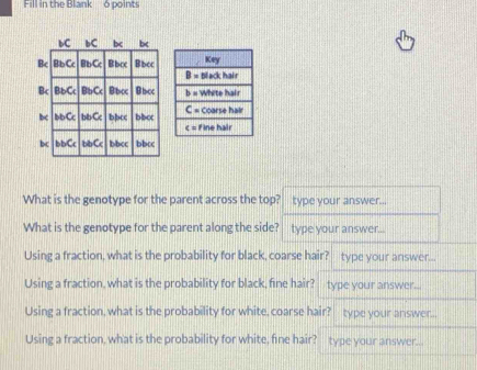 Fill in the Blank 6 points
What is the genotype for the parent across the top? type your answer...
What is the genotype for the parent along the side? type your answer..
Using a fraction, what is the probability for black, coarse hair? type your answer...
Using a fraction, what is the probability for black, fine hair? type your answer...
Using a fraction, what is the probability for white, coarse hair? type your answer...
Using a fraction, what is the probability for white, fine hair? type your answer...