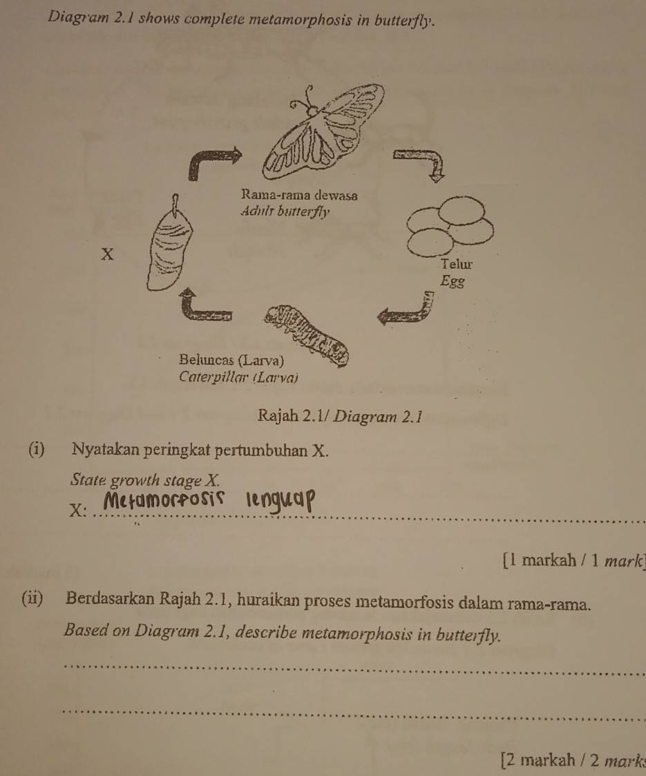 Diagram 2.1 shows complete metamorphosis in butterfly. 
Rajah 2.1/ Diagram 2.1 
(i) Nyatakan peringkat pertumbuhan X. 
State growth stage X.
X :_ 
[1 markah / 1 mark] 
(ii) Berdasarkan Rajah 2.1, huraikan proses metamorfosis dalam rama-rama. 
Based on Diagram 2.1, describe metamorphosis in butterfly. 
_ 
_ 
[2 markah / 2 mark