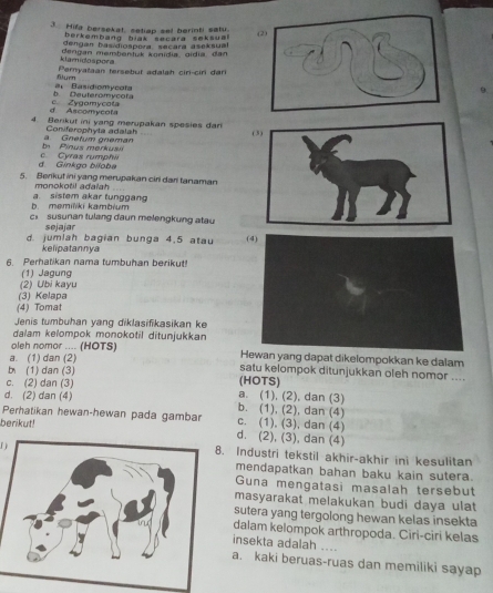 Hifa bersekal, setiap sel berinti satu. 
berkembang blak secara seksual
dengan basidiospora secara aseksua
klamidospora dengan memtientuk konidia, cidia dan
flurn Peryataan tersebut adalsh ciri-ciri dari
b Deuteromycofa a Basidionycata
d. Ascomycota c Zygomycota
4. Berikut ini yang merupakan spesies dan
Coniferophyta adalah
(3)
b    Pinus merkuai a. Gnefum gneman
d. Ginkgo bíloba c. Cyras rumphw
5. Berikut ini yang merupakan ciri dari tanaman
monokotil adaiah
b. memilíki kambium a. sistem akar tunggan
c susunan tulang daun melengkung atau
sejajar
d. jumlah bagian bunga 4,5 a tau 
kelipatannya
6. Perhatikan nama tumbuhan berikut!
(1) Jagung
(2) Ubi kayu
(3) Kelapa
(4) Tomat
Jenis tumbuhan yang diklasifikasikan ke
dalam kelompok monokotil ditunjukkan
oleh nomor .... (HOTS) Hewan yang dapat dikelompokkan ke dalam
a. (1) dan (2) satu kelompok ditunjukkan oleh nomor ....
b (1) dan (3) (HOTS)
c. (2) dan (3)
a. (1), (2), dan (3)
d. (2) dan (4) b. (1), (2), dan (4)
Perhatikan hewan-hewan pada gambar c. (1), (3), dan (4)
berikut!
d. (2), (3), dan (4)
「
Industri tekstil akhir-akhir ini kesulitan
mendapatkan bahan baku kain sutera.
Guna mengatasi masalah tersebut
masyarakat melakukan budi daya ulat
sutera yang tergolong hewan kelas insekta
dalam kelompok arthropoda. Ciri-ciri kelas
insekta adalah ....
a. kaki beruas-ruas dan memiliki sayap