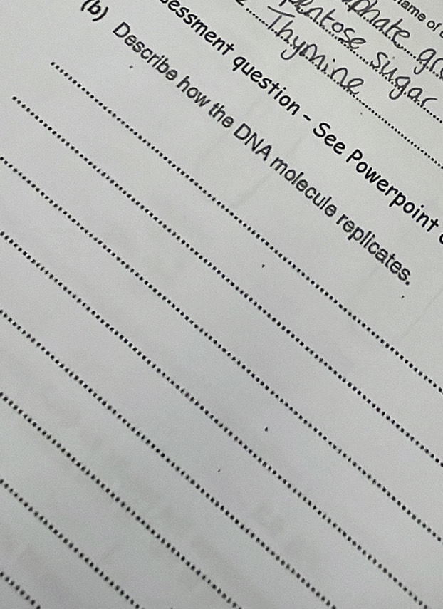 ame of 
_ 
ment question - See Powerpo 
_Describe how the DNA molecule replic 
_ 
_ 
_ 
_ 
_ 
_