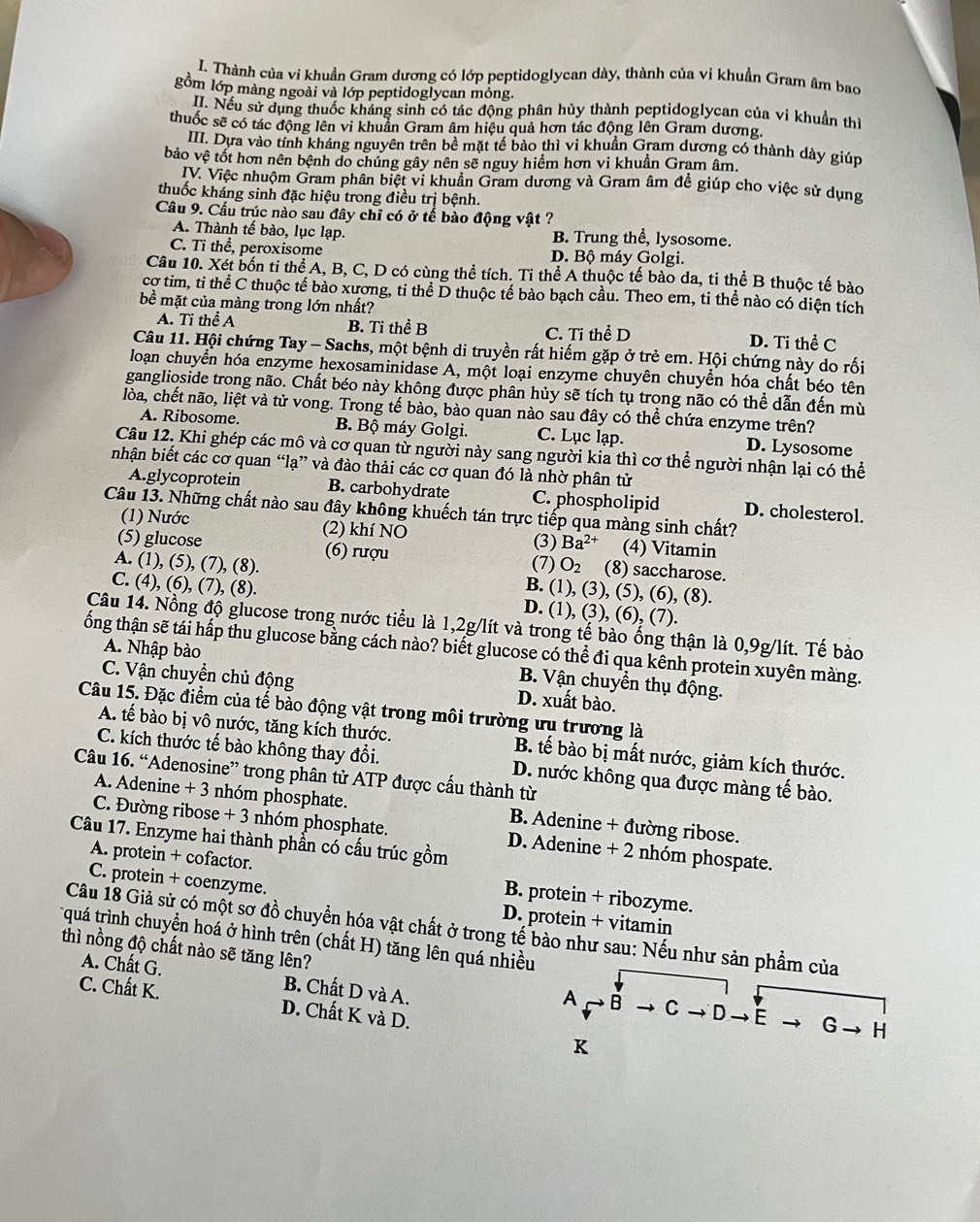 Thành của vi khuẩn Gram dương có lớp peptidoglycan dày, thành của vi khuẩn Gram âm bao
gồm lớp màng ngoài và lớp peptidoglycan mỏng.
II. Nếu sử dụng thuốc kháng sinh có tác động phân hủy thành peptidoglycan của vi khuẩn th
thuốc sẽ có tác động lên vi khuẩn Gram âm hiệu quả hơn tác động lên Gram dương.
III. Dựa vào tính kháng nguyên trên bề mặt tế bào thì vi khuần Gram dương có thành dày giúp
bảo vệ tốt hơn nên bệnh do chúng gây nên sẽ nguy hiểm hơn vi khuần Gram âm.
IV. Việc nhuộm Gram phân biệt vi khuân Gram dương và Gram âm để giúp cho việc sử dụng
thuốc kháng sinh đặc hiệu trong điều trị bệnh.
Câu 9. Cầu trúc nào sau đây chỉ có ở tế bào động vật ?
A. Thành tế bào, lục lạp. B. Trung thể, lysosome.
C. Ti thể, peroxisome D. Bộ máy Golgi.
Câu 10. Xét bốn ti thể A, B, C, D có cùng thể tích. Ti thể A thuộc tế bào da, ti thể B thuộc tế bào
cơ tim, ti thể C thuộc tế bào xương, ti thể D thuộc tế bào bạch cầu. Theo em, ti thể nào có diện tích
bề mặt của màng trong lớn nhất?
A. Ti thể A B. Ti thể B C. Ti thể D D. Ti thể C
Câu 11. Hội chứng Tay - Sachs, một bệnh di truyền rất hiếm gặp ở trẻ em. Hội chứng này do rối
loạn chuyển hóa enzyme hexosaminidase A, một loại enzyme chuyên chuyển hóa chất béo tên
ganglioside trong não. Chất béo này không được phân hủy sẽ tích tụ trong não có thể dẫn đến mù
lòa, chết não, liệt và tử vong. Trong tế bào, bào quan nào sau đây có thể chứa enzyme trên?
A. Ribosome. B. Bộ máy Golgi. C. Lục lạp. D. Lysosome
Câu 12. Khi ghép các mô và cơ quan từ người này sang người kia thì cơ thể người nhận lại có thể
nhận biết các cơ quan “lạ” và đào thải các cơ quan đó là nhờ phân tử
A.glycoprotein B. carbohydrate C. phospholipid D. cholesterol.
Câu 13. Những chất nào sau đây không khuếch tán trực tiếp qua màng sinh chất?
(1) Nước (2) khí NO (4) Vitamin
(3) Ba^(2+)
(5) glucose (6) rượu O_2 (8) saccharose.
(7)
A. (1), (5), (7), (8). B. (1), (3), (5), (6), (8).
C. (4), (6), (7), (8). D. (1), (3), (6), (7).
Câu 14. Nồng độ glucose trong nước tiểu là 1,2g/lít và trong tế bào ống thận là 0,9g/lít. Tế bào
tốổng thận sẽ tái hấp thu glucose bằng cách nào? biết glucose có thể đi qua kênh protein xuyên màng.
A. Nhập bào
B. Vận chuyển thụ động.
C. Vận chuyển chủ động D. xuất bào.
Câu 15. Đặc điểm của tế bào động vật trong môi trường ưu trương là
A. tế bào bị vô nước, tăng kích thước. B. tế bào bị mất nước, giảm kích thước.
C. kích thước tế bào không thay đổi. D. nước không qua được màng tế bào.
Câu 16. “Adenosine” trong phân tử ATP được cấu thành từ
A. Adenine + 3 nhóm phosphate. B. Adenine + đường ribose.
C. Đường ribose + 3 nhóm phosphate. D. Adenine + 2 nhóm phospate.
Câu 17. Enzyme hai thành phẩn có cấu trúc gồm
A. protein + cofactor. B. protein + ribozyme.
C. protein + coenzyme.
D. protein + vitamin
Câu 18 Giả sử có một sơ đồ chuyển hóa vật chất ở trong tế bào như sau: Nếu như sản phẩm của
*quá trình chuyển hoá ở hình trên (chất H) tăng lên quá nhiều
thì nồng độ chất nào sẽ tăng lên?
A. Chất G. B. Chất D và A.
C. Chất K. D. Chất K và D.
A B C D → É G H
K