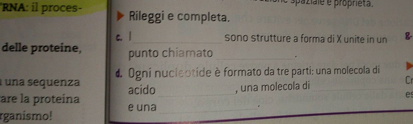 RNA: il proces- 
e spaziale e proprieta. 
Rileggi e completa. 
c. |_ sono strutture a forma di X unite in un g 
delle proteine, 
punto chiamato_ 
4. Ogni nucieotide è formato da tre parti: una molecola di 
1 una sequenza 
acido 
are la proteína _, una molecola di_ Cr 
es 
e una_ 
. 
rganismo!