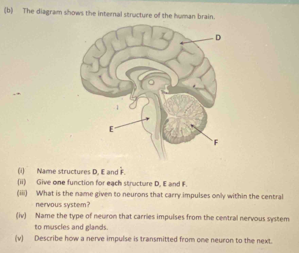 The diagram shows the internal structure of the human brain. 
(i) Name structures D, E and F. 
(ii) Give one function for each structure D, E and F. 
(iii) What is the name given to neurons that carry impulses only within the central 
nervous system? 
(iv) Name the type of neuron that carries impulses from the central nervous system 
to muscles and glands. 
(v) Describe how a nerve impulse is transmitted from one neuron to the next.