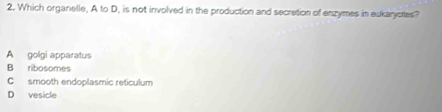 Which organelle, A to D, is not involved in the production and secretion of enzymes in aurarjoles?
A golgi apparatus
B ribosomes
C smooth endoplasmic reticulum
D vesicle