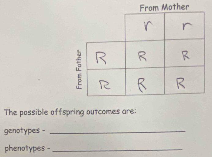 The possible offspring outcomes are: 
genotypes -_ 
phenotypes -_