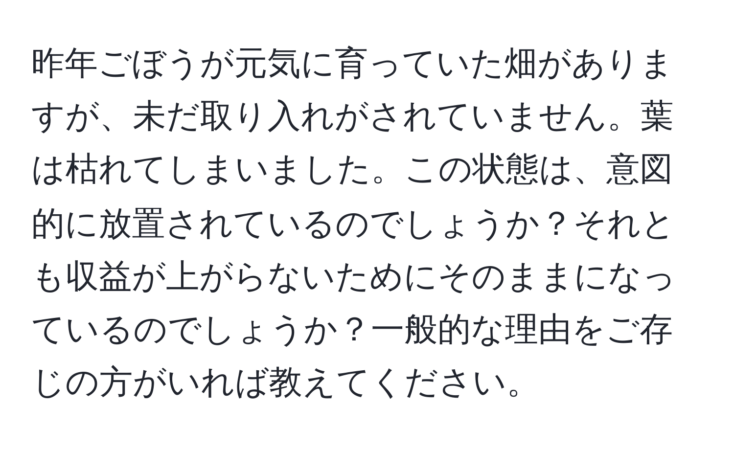 昨年ごぼうが元気に育っていた畑がありますが、未だ取り入れがされていません。葉は枯れてしまいました。この状態は、意図的に放置されているのでしょうか？それとも収益が上がらないためにそのままになっているのでしょうか？一般的な理由をご存じの方がいれば教えてください。