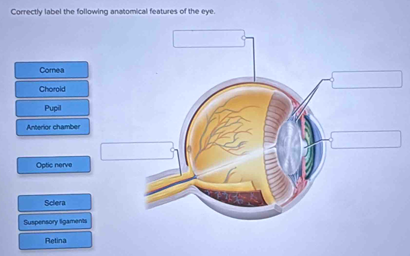 Correctly label the following anatomical features of the eye.
Cornea
Choroid
Pupil
Anterior chamber
Optic nerve
Sclera
Suspensory ligaments
Retina