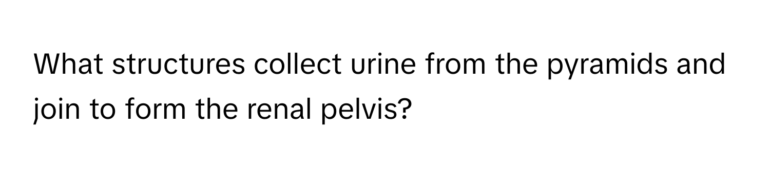 What structures collect urine from the pyramids and join to form the renal pelvis?