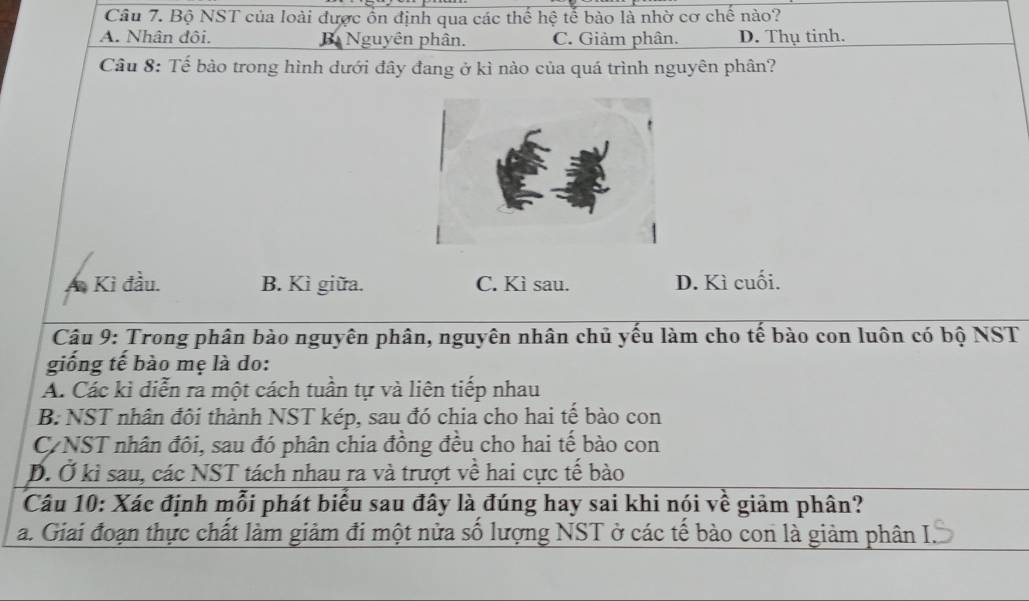 Bộ NST của loài được ổn định qua các thế hệ tế bào là nhờ cơ chế nào?
A. Nhân đội. Bi Nguyên phân. C. Giảm phân. D. Thụ tinh.
Câu 8: Tế bào trong hình dưới đây đang ở kì nào của quá trình nguyên phân?
A Kì đầu. B. Kì giữa. C. Kì sau. D. Kì cuối.
Câu 9: Trong phân bào nguyên phân, nguyên nhân chủ yếu làm cho tế bào con luôn có bộ NST
giống tế bào mẹ là do:
A. Các kì diễn ra một cách tuần tự và liên tiếp nhau
B: NST nhân đôi thành NST kép, sau đó chia cho hai tế bào con
C/NST nhân đôi, sau đó phân chia đồng đều cho hai tế bào con
D. Ở kỉ sau, các NST tách nhau ra và trượt về hai cực tế bào
Câu 10: Xác định mỗi phát biểu sau đây là đúng hay sai khi nói về giảm phân?
a. Giai đoạn thực chất làm giảm đi một nửa số lượng NST ở các tế bảo con là giảm phân I.