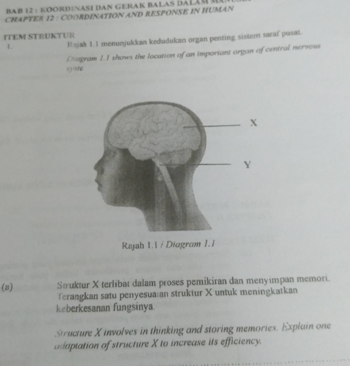 BAB 12 : KOORDÍNASI DAN GERAK BALAS DALÁM M 
CHAPTER 12 : COORDINATION AND RESPONSE IN HUMAN 
ITEM STRUKTUR 
L 
Rajah 1.1 menunjukkan kedudukan organ penting sistern saraf pusat. 
Diagram 1.1 shows the location of an important organ of central nervous 
syste 
(a) Struktur X terlibat dalam proses pemikiran dan menyimpan memori. 
Terangkan satu penyesuaian struktur X untuk meningkatkan 
keberkesanan fungsinya 
Structure X involves in thinking and storing memories. Explain one 
adaptation of structure X to increase its efficiency.