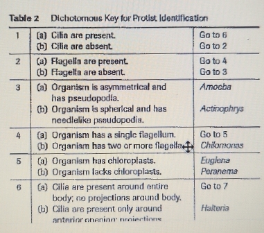 Solved: Table 2 Dichotomous Key for Protist Identification [Biology]