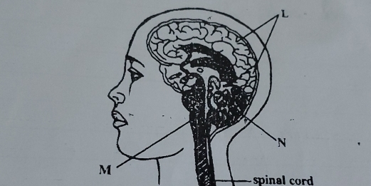 spinal cord