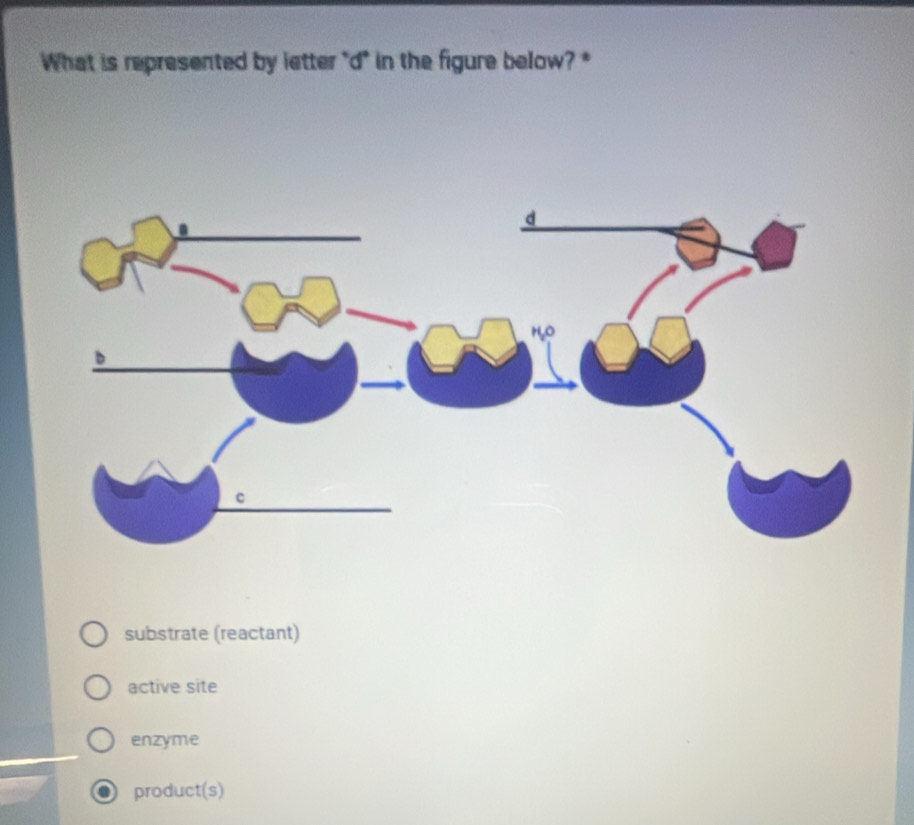 What is represented by letter "d" in the figure below? *
substrate (reactant)
active site
enzyme
product(s)