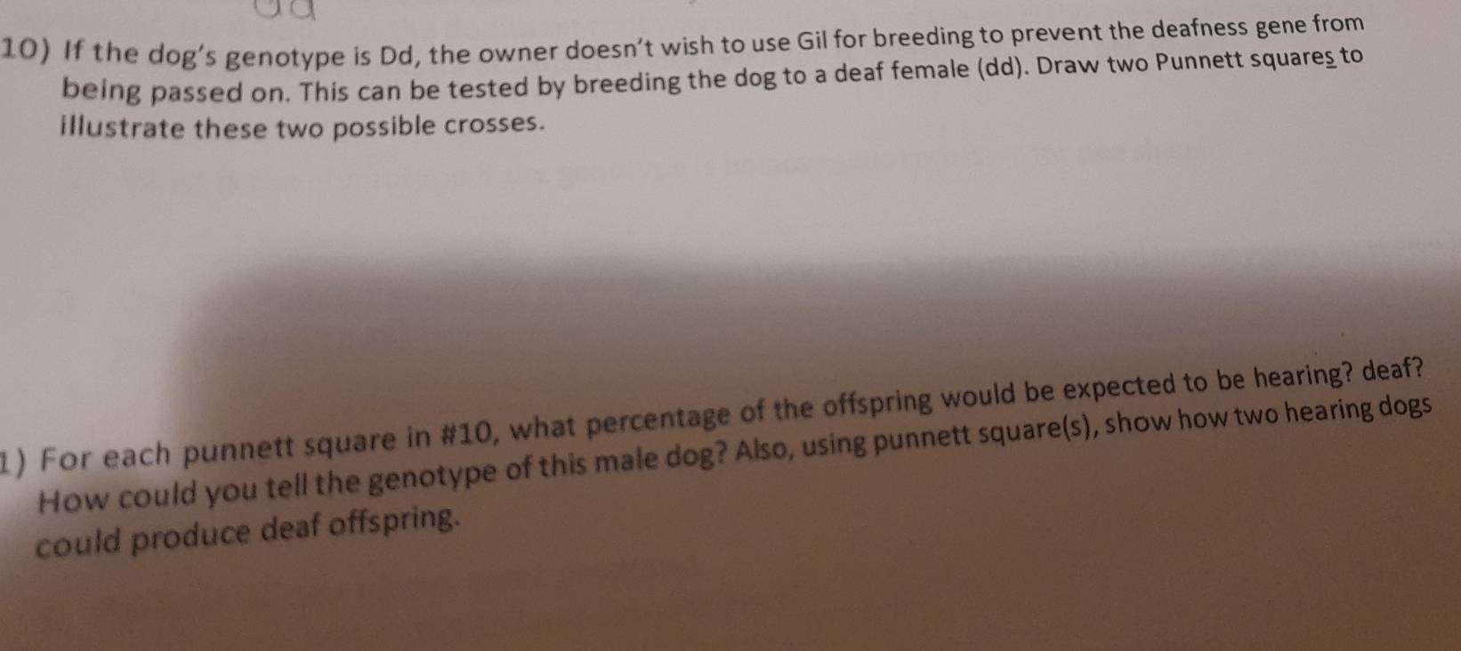 If the dog’s genotype is Dd, the owner doesn’t wish to use Gil for breeding to prevent the deafness gene from 
being passed on. This can be tested by breeding the dog to a deaf female (dd). Draw two Punnett square_ to 
illustrate these two possible crosses. 
1) For each punnett square in #10, what percentage of the offspring would be expected to be hearing? deaf? 
How could you tell the genotype of this male dog? Also, using punnett square(s), show how two hearing dogs 
could produce deaf offspring.