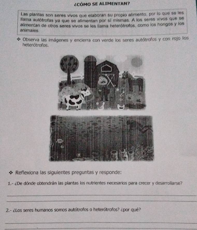 ¿CÓMO SE ALIMENTAN? 
Las plantas son seres vivos que elaboran su propio alimento, por lo que se les 
llama autótrofas ya que se alimentan por sí mismas. A los seres vivos que se 
alimentan de otros seres vivos se les llama heterótrofos, como los hongos y los 
animales. 
Observa las imágenes y encierra con verde los seres autótrofos y con rojo los 
heterótrofos. 
Reflexiona las siguientes preguntas y responde: 
1.- ¿De dónde obtendrán las plantas los nutrientes necesarios para crecer y desarrollarse? 
_ 
_ 
2.- ¿Los seres humanos somos autótrofos o heterótrofos? ¿por qué? 
_ 
_