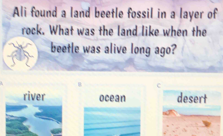 Ali found a land beetle fossil in a layer of
rock. What was the land like when the
beetle was alive long ago?
B
C
ocean desert