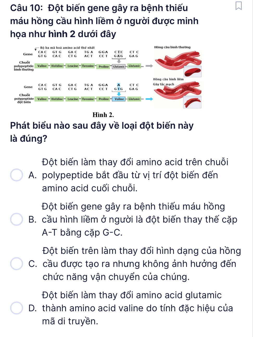 Đột biến gene gây ra bệnh thiếu
máu hồng cầu hình liềm ở người được minh
họa như hình 2 dưới đây
Hình 2.
Phát biểu nào sau đây về loại đột biến này
là đúng?
Đột biến làm thay đổi amino acid trên chuỗi
A. polypeptide bắt đầu từ vị trí đột biến đến
amino acid cuối chuỗi.
Đột biến gene gây ra bệnh thiếu máu hồng
B. cầu hình liềm ở người là đột biến thay thế cặp
A-T bằng cặp G-C.
Đột biến trên làm thay đổi hình dạng của hồng
C. cầu được tạo ra nhưng không ảnh hưởng đến
chức năng vận chuyển của chúng.
Đột biến làm thay đổi amino acid glutamic
D. thành amino acid valine do tính đặc hiệu của
mã di truyền.