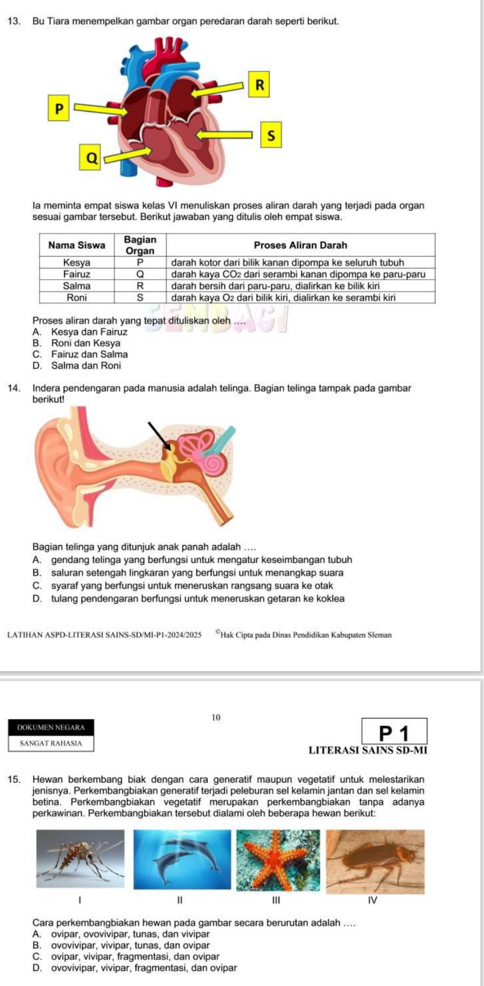 Bu Tiara menempelkan gambar organ peredaran darah seperti berikut.
Ia meminta empat siswa kelas VI menuliskan proses aliran darah yang terjadi pada organ
sesuai gambar tersebut. Berikut jawaban yang ditulis oleh empat siswa.
Proses aliran darah yang tepat dituliskan oleh ....
A. Kesya dan Fairuz
B. Roni dan Kesya
C. Fairuz dan Salma
D. Salma dan Roni
14. Indera pendengaran pada manusia adalah telinga. Bagian telinga tampak pada gambar
berikut!
Bagian telinga yang ditunjuk anak panah adalah ....
A. gendang telinga yang berfungsi untuk mengatur keseimbangan tubuh
B. saluran setengah lingkaran yang berfungsi untuk menangkap suara
C. syaraf yang berfungsi untuk meneruskan rangsang suara ke otak
D. tulang pendengaran berfungsi untuk meneruskan getaran ke koklea
LATIHAN ASPD-LITERASI SAINS-SD/MI-P1-2024/2025 *Hak Cipta pada Dinas Pendidikan Kabupaten Sleman
10
DOKUMEN NEGARA P 1
SANGAT RAHASIA
LITERASI SAINS SD-MI
15. Hewan berkembang biak dengan cara generatif maupun vegetatif untuk melestarikan
jenisnya. Perkembangbiakan generatif terjadi peleburan sel kelamin jantan dan sel kelamin
betina. Perkembangbiakan vegetatif merupakan perkembangbiakan tanpa adanya
perkawinan. Perkembangbiakan tersebut dialami oleh beberapa hewan berikut:
1 III IV
Cara perkembangbiakan hewan pada gambar secara berurutan adalah ....
A. ovipar, ovovivipar, tunas, dan vivipar
B. ovovivipar, vivipar, tunas, dan ovipar
C. ovipar, vivipar, fragmentasi, dan ovipar
D. ovovivipar, vivipar, fragmentasi, dan ovipar