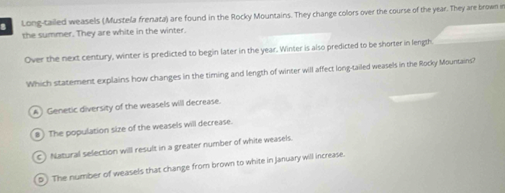 Long-tailed weasels (Mustela frenata) are found in the Rocky Mountains. They change colors over the course of the year. They are brown in
the summer. They are white in the winter.
Over the next century, winter is predicted to begin later in the year. Winter is also predicted to be shorter in length
Which statement explains how changes in the timing and length of winter will affect long-tailed weasels in the Rocky Mountains?
A Genetic diversity of the weasels will decrease.
8) The population size of the weasels will decrease.
C) Natural selection will result in a greater number of white weasels.
D The number of weasels that change from brown to white in January will increase.