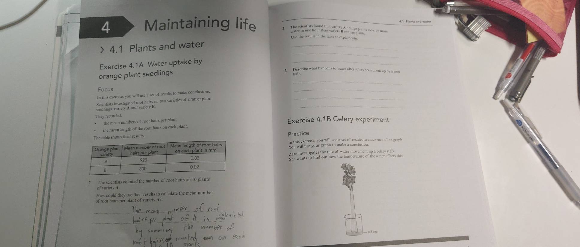 Maintaining life 
Use the results in the table to explain why 
_ 
> 4.1 Plants and water_ 
Exercise 4.1A Water uptake by 
_ 
orange plant seedlings 
3 Describe what happens to water after it has been taken up by a root 
hair 
_ 
Focus 
In this exercise, you will use a set of results to make conclusions._ 
_ 
Scientists investigated root hairs on two varieties of orange plant_ 
scedlings, variety A and variety B. 
They recorded: 
the mean numbers of root hairs per plant Exercise 4.1B Celery experiment 
the mean length of the root hairs on each plant. 
The table shows their results. Practice 
In this exercise, you will use a set of results to construct a line graph. 
You will use your graph to make a conclusion. 
Zara investigates the rate of water movement up a celery stalk. 
She wants to find out how the temperature of the water affects this. 
1 The scientists counted the number of root hairs on 10 plants 
of variety A 
How could they use their results to calculate the mean number 
of root hairs per plant of variety A? 
_ 
_