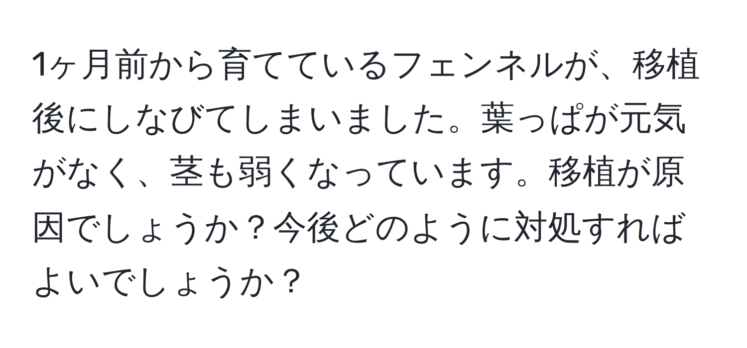 1ヶ月前から育てているフェンネルが、移植後にしなびてしまいました。葉っぱが元気がなく、茎も弱くなっています。移植が原因でしょうか？今後どのように対処すればよいでしょうか？