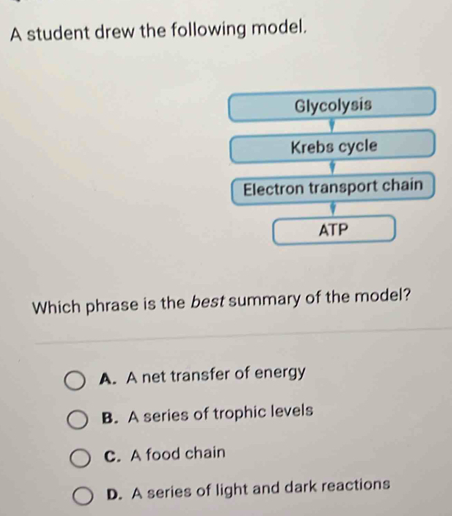 A student drew the following model.
Glycolysis
Krebs cycle
Electron transport chain
ATP
Which phrase is the best summary of the model?
A. A net transfer of energy
B. A series of trophic levels
C. A food chain
D. A series of light and dark reactions