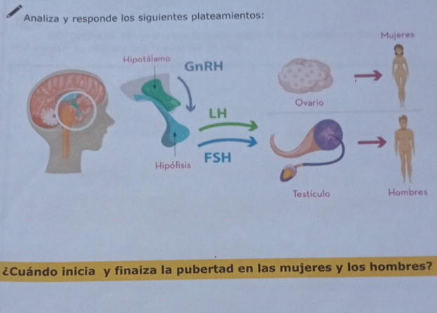 Analiza y responde los siguientes plateamientos: 
¿Cuándo inicia y finaiza la pubertad en las mujeres y los hombres?