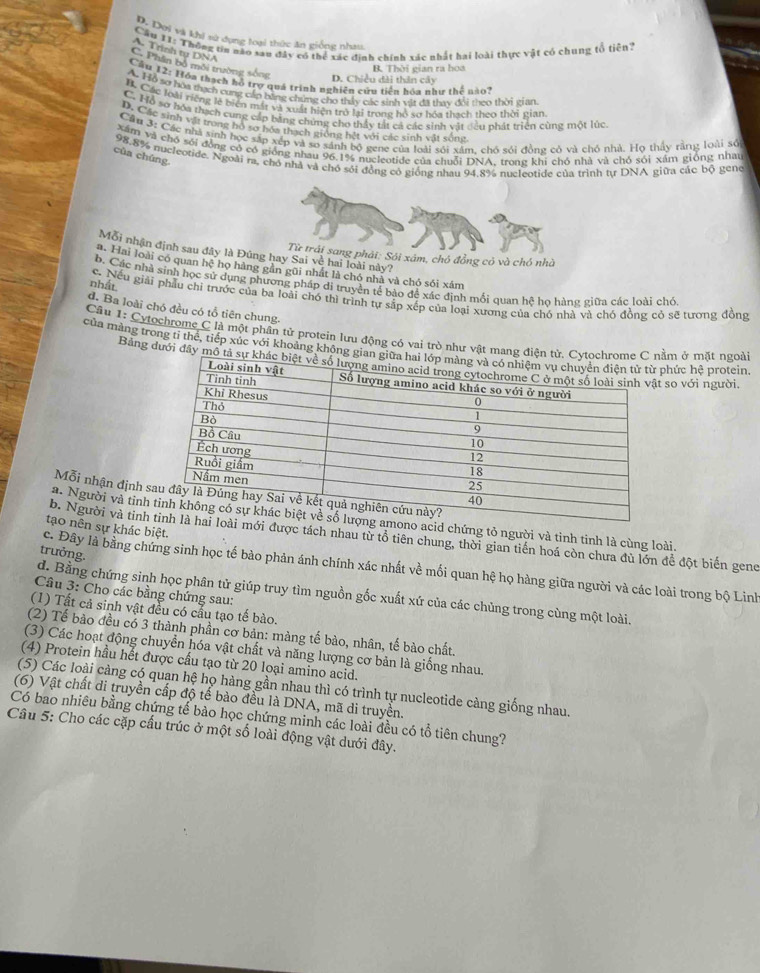 D. Doi và khi sử dụng loại thức ăn giống nhau
Cầu 11: Thông tin nào xau đây có thể xác đinh chính xác nhật hai loài thực vật có chung tổ tiên?
A. Trinh tụ DNA
C. Phần bộ môi trường sống
B. Thời gian ra hoa
D. Chiều dài thân cây
Cầu 12: Hồa thạch hồ trợ quá trình nghiên cứu tiền hóa như thể nào?
A. Hồ sơ hòa thạch cung cáp bằng chứng cho thấy các sinh vật đã thay đổi theo thời gián
B. Các loài riệng lễ biển mắt và xuất hiện trò lại trong hồ sơ hóa thạch theo thời gian
C. Hỗ sơ bóa thạch cung cấp bằng chứng cho thảy tắt cả các sinh vật đêu phát triển cùng một lúc.
D. Các sinh vật trong hồ sơ hóa thạch giống hật với các sinh vật sông
Cầu 3: Các nhà sinh học sắp xếp và so sánh bộ gene của loài sới xâm, chó sới đồng có và chó nhà. Họ thấy rằng loài số
Xâm và chó sới đồng có có giống nhau 96.1% nucleotide của chuỗi DNA, trong khi chó nhà và chó sối xâm giống nhau
của chúng.
98.8% nucleotide. Ngoài ra, chó nhà và chó sói đồng có giống nhau 94.8% nucleotide của trình tư DNA giữa các bộ gene
Mỗi nhận định sau đây là Đúng hay Sai về hai loài này? Từ trái sang phải: Sỏi xâm, chó đồng cỏ và chó nhà
a. Hai loài có quan hệ họ hàng gần gũi nhất là chó nhà và chó sối xám
b. Các nhà sinh học sử dụng phương pháp di truyền tế bào đề xác định mối quan hệ ho hàng giữa các loài chỏ
nhất.
c. Nếu giải phẫu chí trước của ba loài chó thì trình tự sắp xếp của loại xương của chó nhà và chó đồng cỏ sẽ tương đồng
d. Ba loài chó đều có tổ tiên chung.
Câu 1: Cytochrome C là một phân tử protein lưu động có vai trò như vật mang đằm ở mặt ngoài
của mảng trong tỉ thể, tiếp xúc với khoảng không phức hệ protein.
Bảng dưới đây mô so với người.
Mỗi nhận định 
a. Người và tỉnh acid chứng tỏ người và tinh tinh là cùng loài.
tạo nên sự khác biệt.
b. Người và tinhới được tách nhau từ tổ tiên chung, thời gian tiến hoá còn chưa đù lớn để đột biển gene
trưởng.
c. Đây là bằng chứng sinh học tế bào phản ánh chính xác nhất về mối quan hệ họ hàng giữa người và các loài trong bộ Linh
Câu 3: Cho các bằng chứng sau:
d. Bằng chứng sinh học phân tử giúp truy tìm nguồn gốc xuất xứ của các chủng trong cùng một loài.
(1) Tất cả sinh vật đều có cầu tạo tế bào.
(2) Tế bào đều có 3 thành phần cơ bản: màng tế bào, nhân, tế bào chất.
(3) Các hoạt động chuyền hóa vật chất và năng lượng cơ bản là giống nhau.
(4) Protein hầu hết được cấu tạo từ 20 loại amino acid.
(5) Các loài càng có quạn hệ họ hàng gần nhau thì có trình tự nucleotide càng giống nhau.
(6) Vật chất di truyền cấp độ tế bào đều là DNA, mã di truyền.
Có bao nhiêu bằng chứng tế bào học chứng minh các loài đều có tổ tiên chung?
Câu 5: Cho các cặp cấu trúc ở một số loài động vật dưới đây.