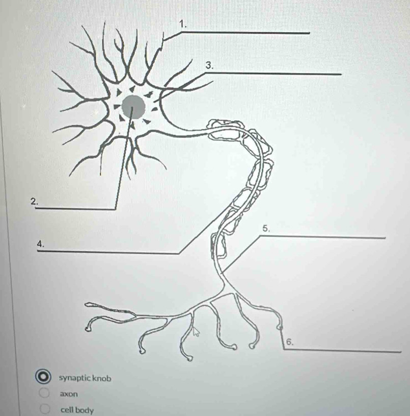 cell body