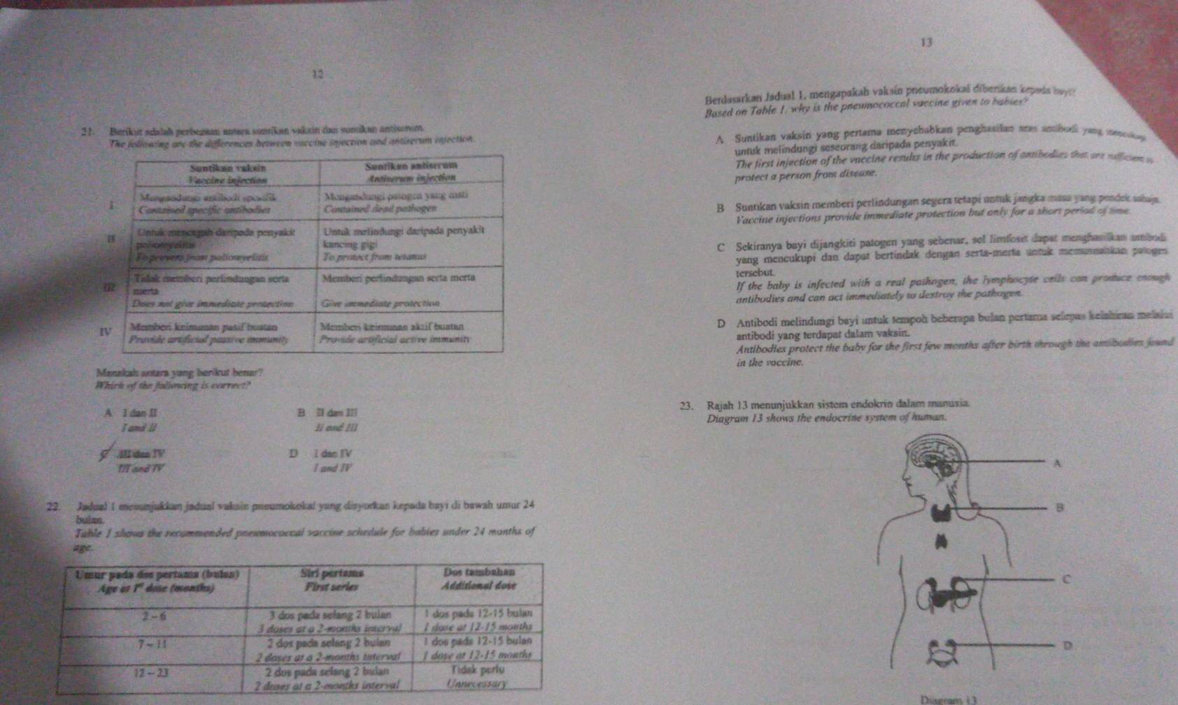 13
12
Berdasarkan Jadual I, mengapakah vakain pneumokokai dibenkan kepadn bay??
Based on Table I. why is the pneumococcal vaccine given to bables?
21. Berikut sdadah perbegaan antera samiken vakein dan somikan antisorem
The following are the differences between vaccine injection and antixerum injection A Suntikan vaksin yang pertama menychabkan penghasilan aras anibull yang mmsoey
untuk melindungi seseorang daripada penyakit.
The first injection of the vaccine resubs in the production of antibodies that are nfficion s
protect a person from disease.
B Suntıkan vaksin memberi perlindungan segera tetapi untuk jangka masa yang pendek, sahaja.
Vaccine injections provide immediate protection but only for a short period of time
C Sekiranya bayi dijangkiti patogen yang sebenar, sol limfoart dapar menghanlkan anb d
yang mencukupi dan dapat bertindak dengan serta-merta untak memunnankan paloges
tersebut
If the baby is infected with a real pathogen, the lymphocyte ceils can produce enough
antibudies and can act immediately to destroy the pathogen.
D Antibodi melindungi bayi untuk tempoh beberapa bulan pertara selepas keiahman melaias
antibodi yang terdapar dalam vaksin.
Antibodies protect the baby for the first few months after birth through the amibadies jound
in the vaccine.
Manakah antara yang berikut benar?
Whick of the foliowing is correct?
A I dan II B Il dan IIl 23. Rajah 13 menunjukkan sistem endokrio dalam manusia.
T and li Ií and III Diagram 13 shows the endocrine system of human.
varnothing.IlI dan TV D I dan TV
MT and TV I and IV
22. Jadual 1 mesunjukkan jadual vakain preumokoka! yang disyorkan kepada bayi di bawah umur 24 
bulan.
Table 1 shous the recommended pnexmococcal vaccine schedule for babies under 24 months of
age
 
Diserans  (