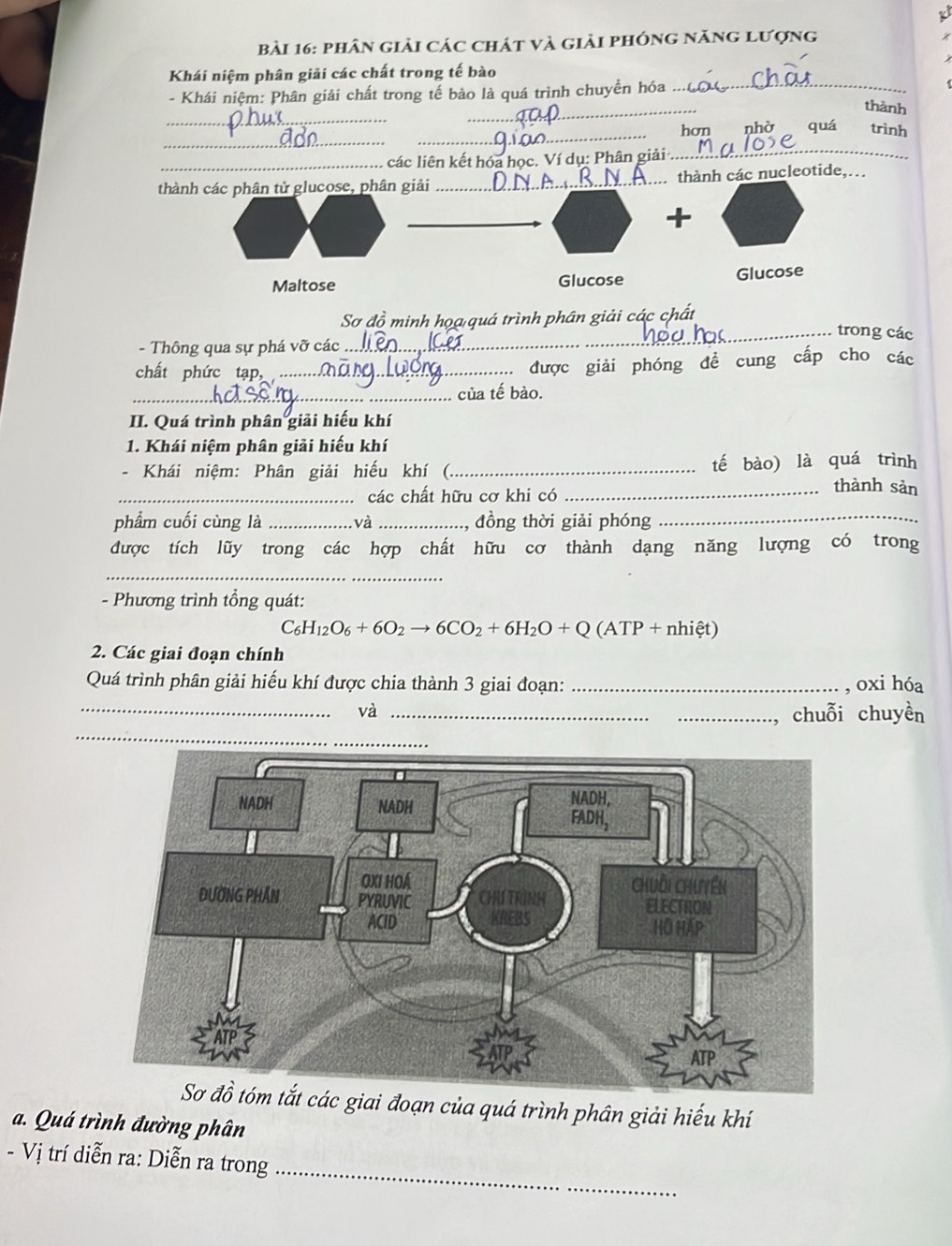 phân giải các chát và giải phóng năng lượng 
Khái niệm phân giải các chất trong tế bào 
_ 
- Khái niệm: Phân giải chất trong tế bảo là quá trình chuyển hóa_ 
_ 
thành 
_ 
_hơn quá trình 
_ 
_ 
các liên kết hóa học. Ví dụ: Phân giải 
thành các phân tử glucose, phân giải _thành các nucleotide,... 
+ 
Maltose Glucose Glucose 
Sơ đồ minh họa quá trình phân giải các chất 
_trong các 
- Thông qua sự phá Vwidehat a các 
chất phức tạp, _được giải phóng đề cung cấp cho các 
_của tế bào. 
II. Quá trình phân giải hiếu khí 
1. Khái niệm phân giải hiếu khí 
- Khái niệm: Phân giải hiếu khí (._ tế bào) là quá trình 
_các chất hữu cơ khi có 
_thành sản 
phẩm cuối cùng là _và _, đồng thời giải phóng_ 
được tích lũy trong các hợp chất hữu cơ thành dạng năng lượng có trong 
_ 
- Phương trình tổng quát:
C_6H_12O_6+6O_2to 6CO_2+6H_2O+Q ATP+ nhiệt) 

2. Các giai đoạn chính 
Quá trình phân giải hiếu khí được chia thành 3 giai đoạn: _, oxi hóa 
_và_ 
_ 
_, chuỗi chuyền 
c giai đoạn của quá trình phân giải hiếu khí 
a. Quá trình đường phân 
_ 
- Vị trí diễn ra: Diễn ra trong