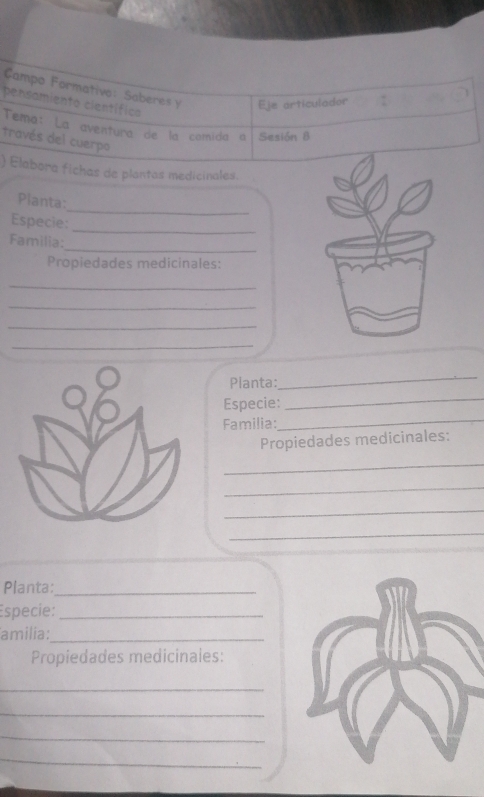 Campo Formativo: Saberes y Eje articulador . 
pensamiento científica 
Tema: La aventura de la comida a Sesión 8 
través del cuerpo 
) Elabora fichas de plantas medicinales. 
_ 
Planta: 
_ 
Especie: 
_ 
Familia: 
Propiedades medicinales: 
_ 
_ 
_ 
_ 
Planta: 
_ 
Especie: 
_ 
Familia:_ 
Propiedades medicinales: 
_ 
_ 
_ 
_ 
Planta:_ 
Especie:_ 
amilia:_ 
Propiedades medicinales: 
_ 
_ 
_ 
_