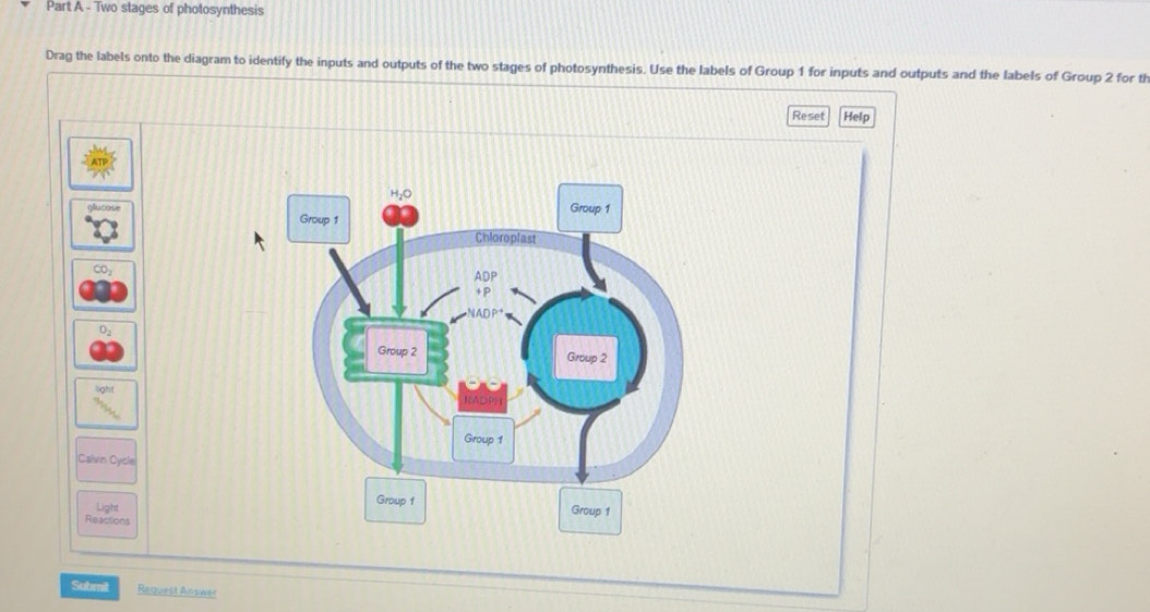 Solved: Two stages of photosynthesis Drag the labels onto the diagram ...